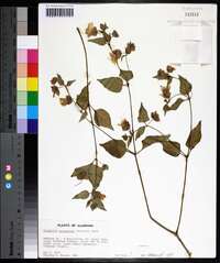 Mirabilis nyctaginea image