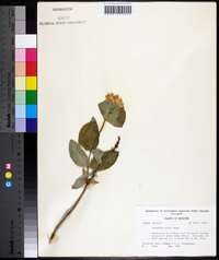 Lonicera flava image