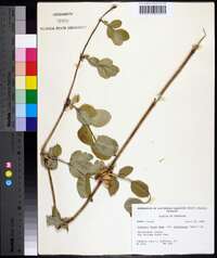 Lonicera flava image