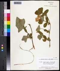 Lonicera dioica image