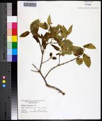 Lonicera canadensis image