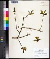 Lonicera canadensis image