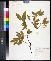 Lonicera canadensis image