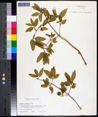 Lonicera canadensis image