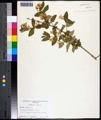 Lonicera canadensis image