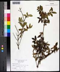 Lonicera morrowii image