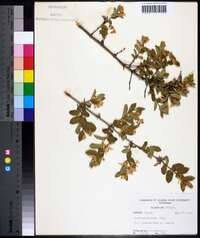 Lonicera morrowii image