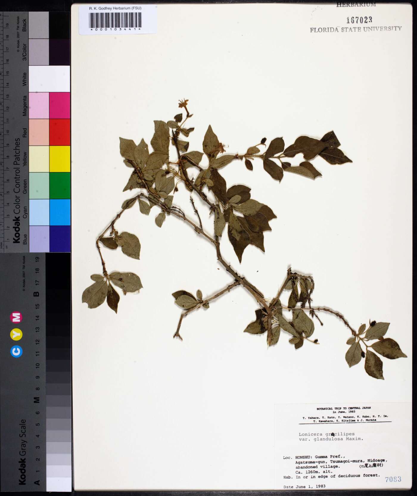 Lonicera gracilipes image