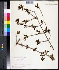 Lonicera gracilipes image