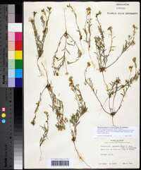 Physaria gordonii image
