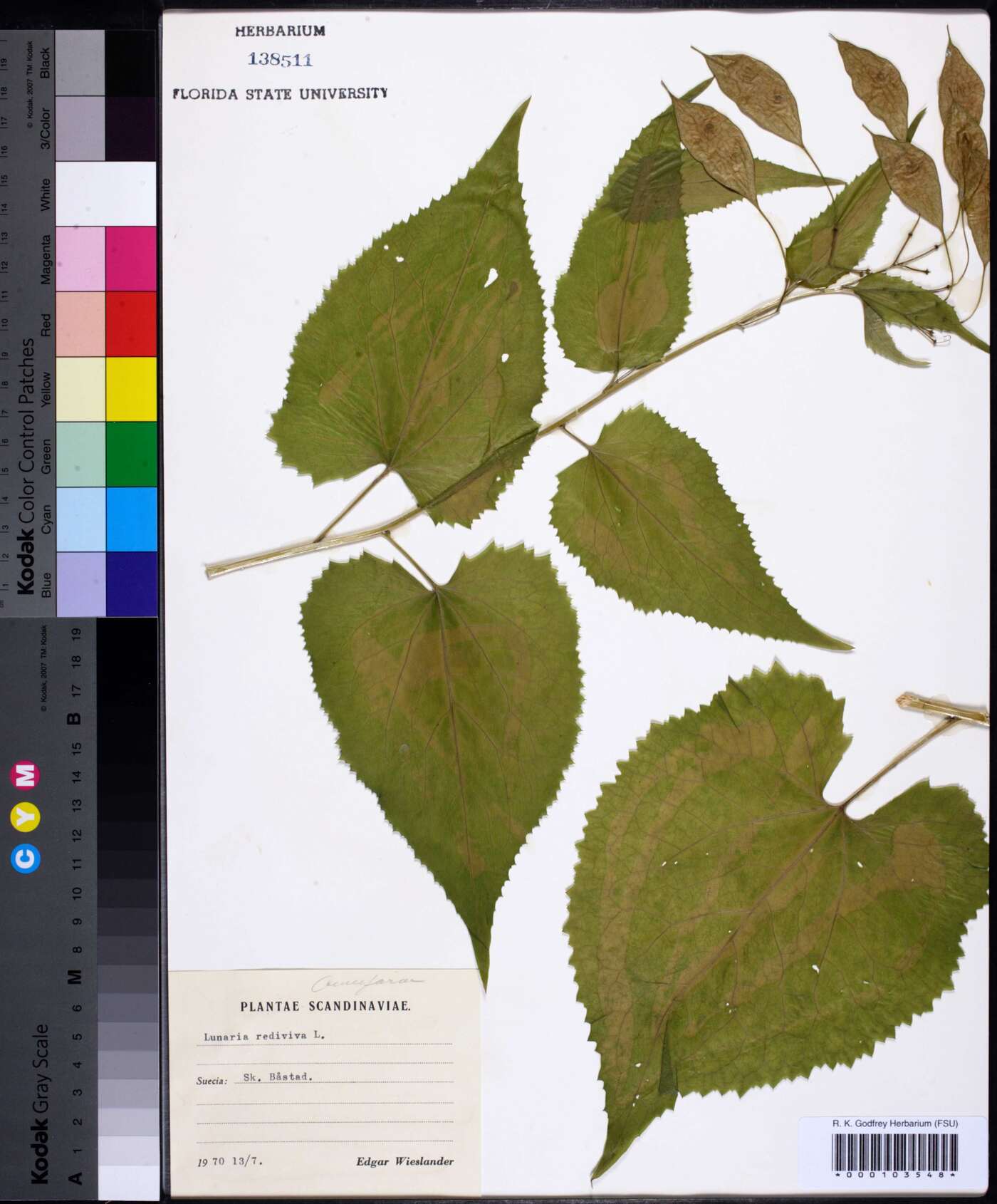 Lunaria rediviva image