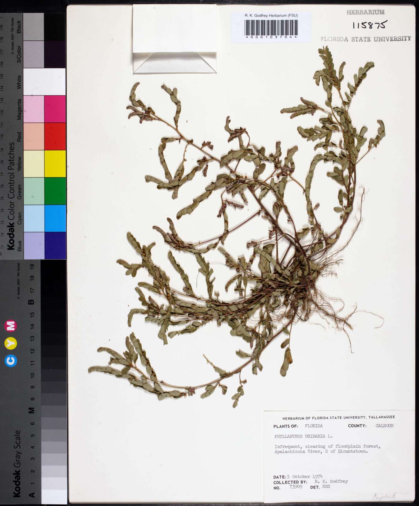 Emblica urinaria image