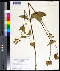 Mirabilis nyctaginea image