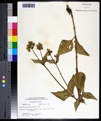 Mirabilis nyctaginea image