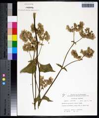 Mirabilis nyctaginea image