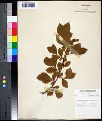 Vaccinium atrococcum image
