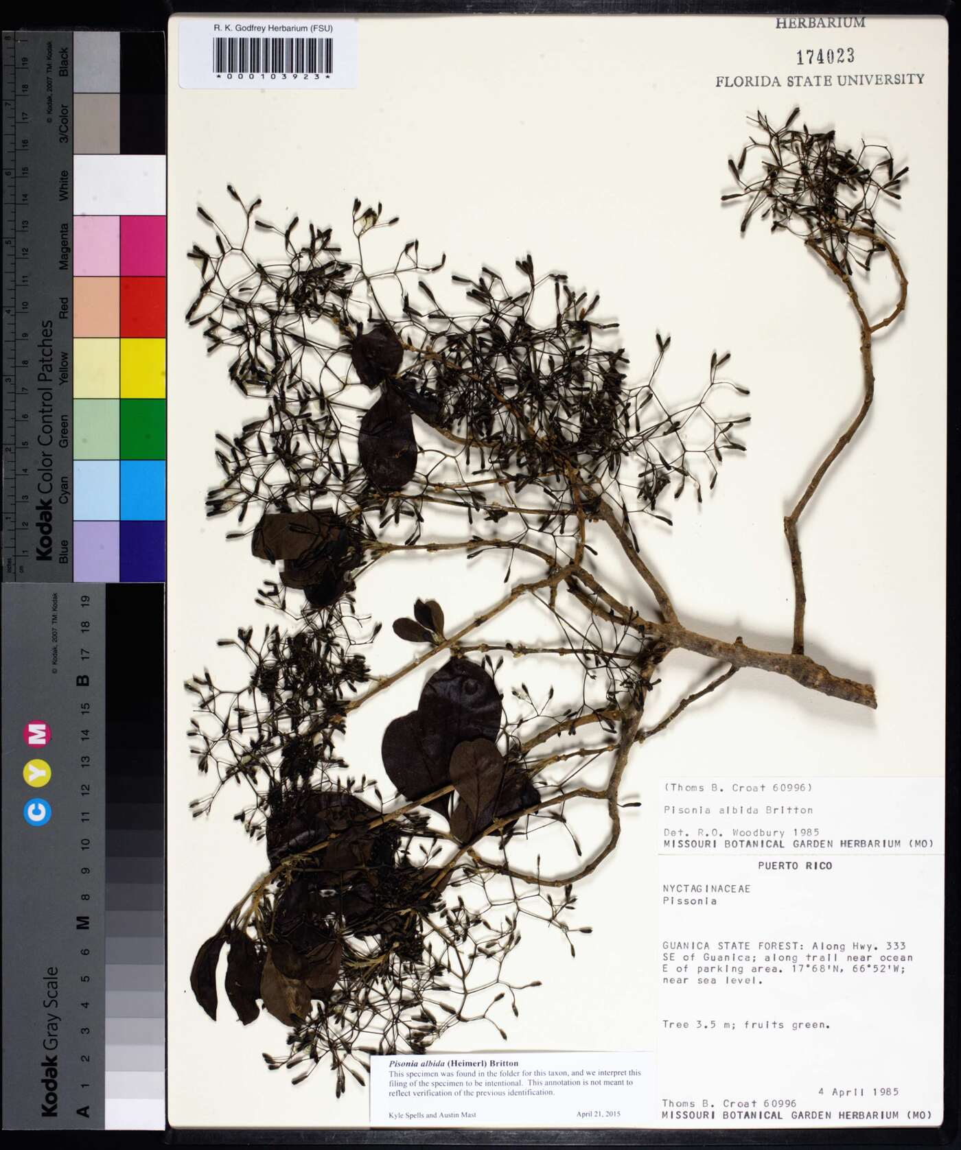 Pisonia albida image