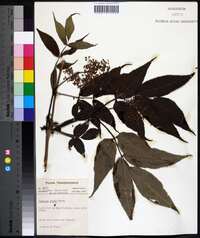 Sambucus racemosa subsp. racemosa image