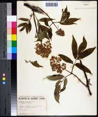 Sambucus racemosa subsp. racemosa image