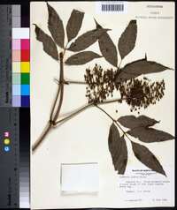 Sambucus racemosa subsp. racemosa image