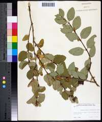 Symphoricarpos occidentalis image