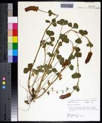 Trifolium incarnatum image