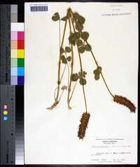 Trifolium incarnatum image