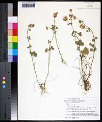 Trifolium nigrescens image