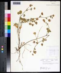 Trifolium nigrescens image