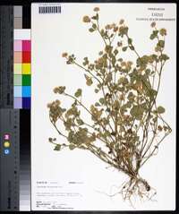 Trifolium nigrescens image