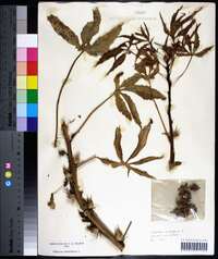 Hibiscus cannabinus image