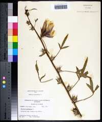 Hibiscus cannabinus image