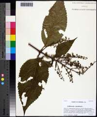 Collinsonia canadensis image