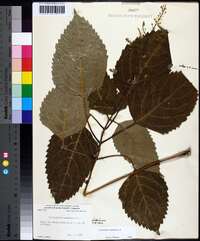 Collinsonia canadensis image