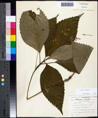 Collinsonia canadensis image