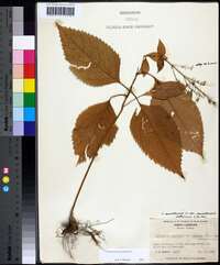 Collinsonia canadensis image