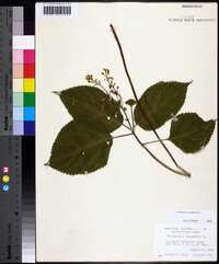 Collinsonia canadensis image