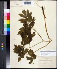 Caulophyllum thalictroides image