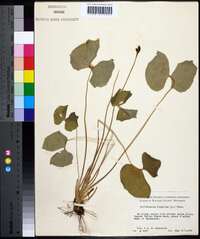 Jeffersonia diphylla image