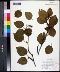 Alnus crispa image