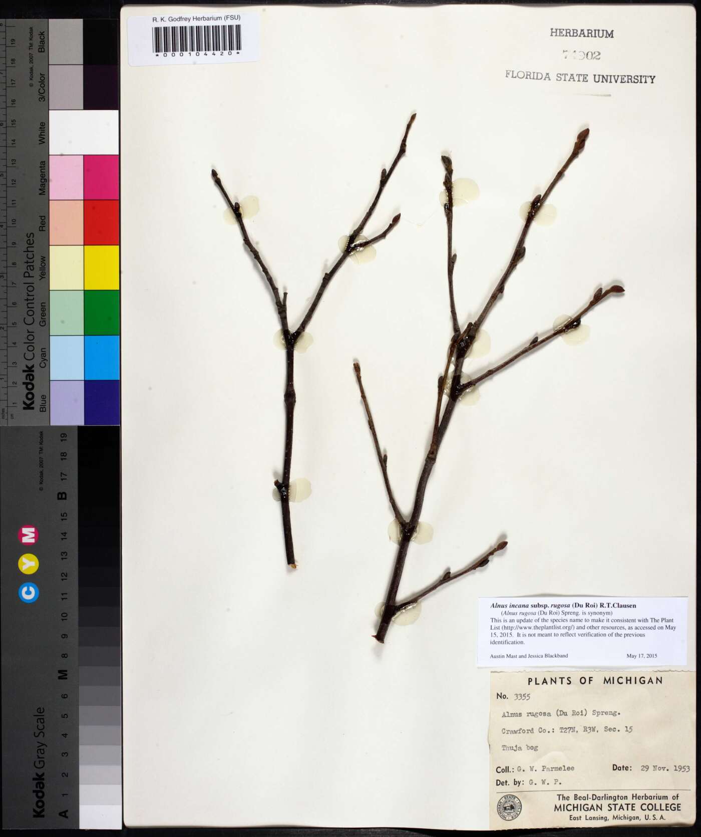 Alnus rugosa image