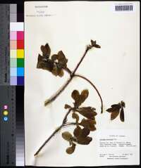 Cotinus obovatus image