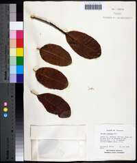 Cotinus obovatus image