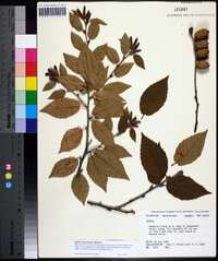 Betula alleghaniensis image