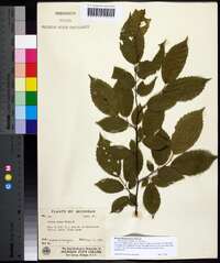 Betula alleghaniensis image