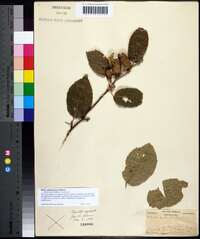 Betula alleghaniensis image