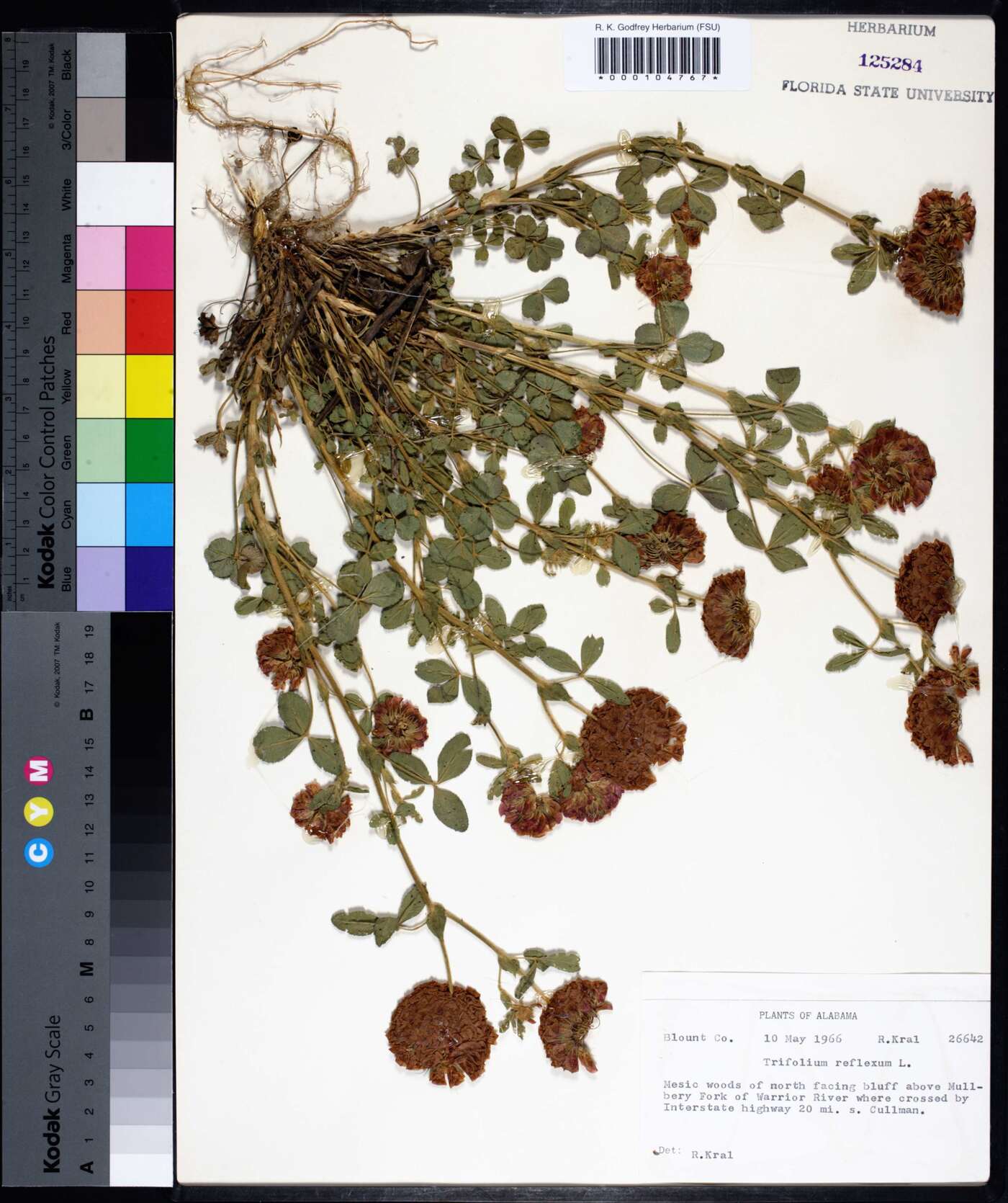 Trifolium reflexum image