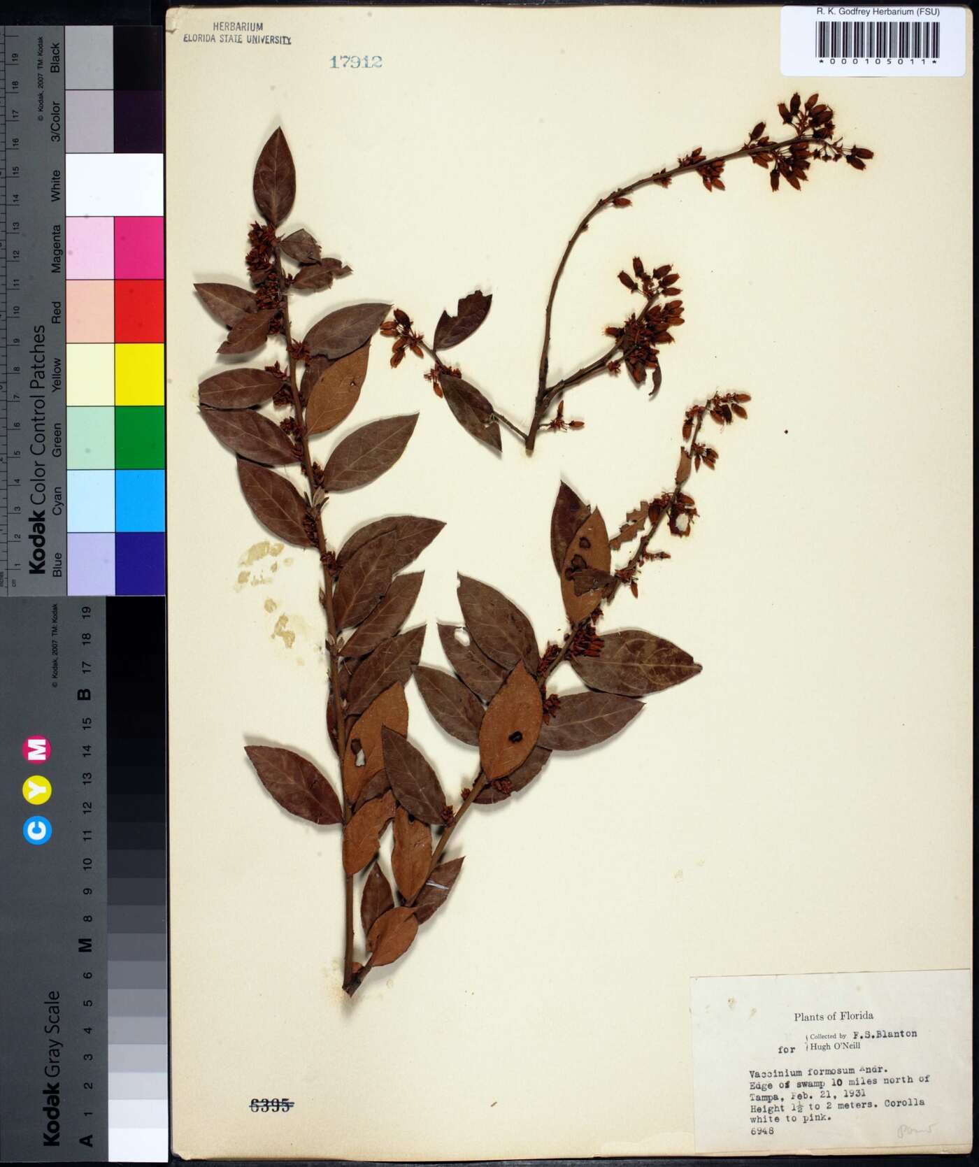 Vaccinium formosum image