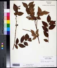 Vaccinium fuscatum image
