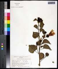 Hibiscus costatus image